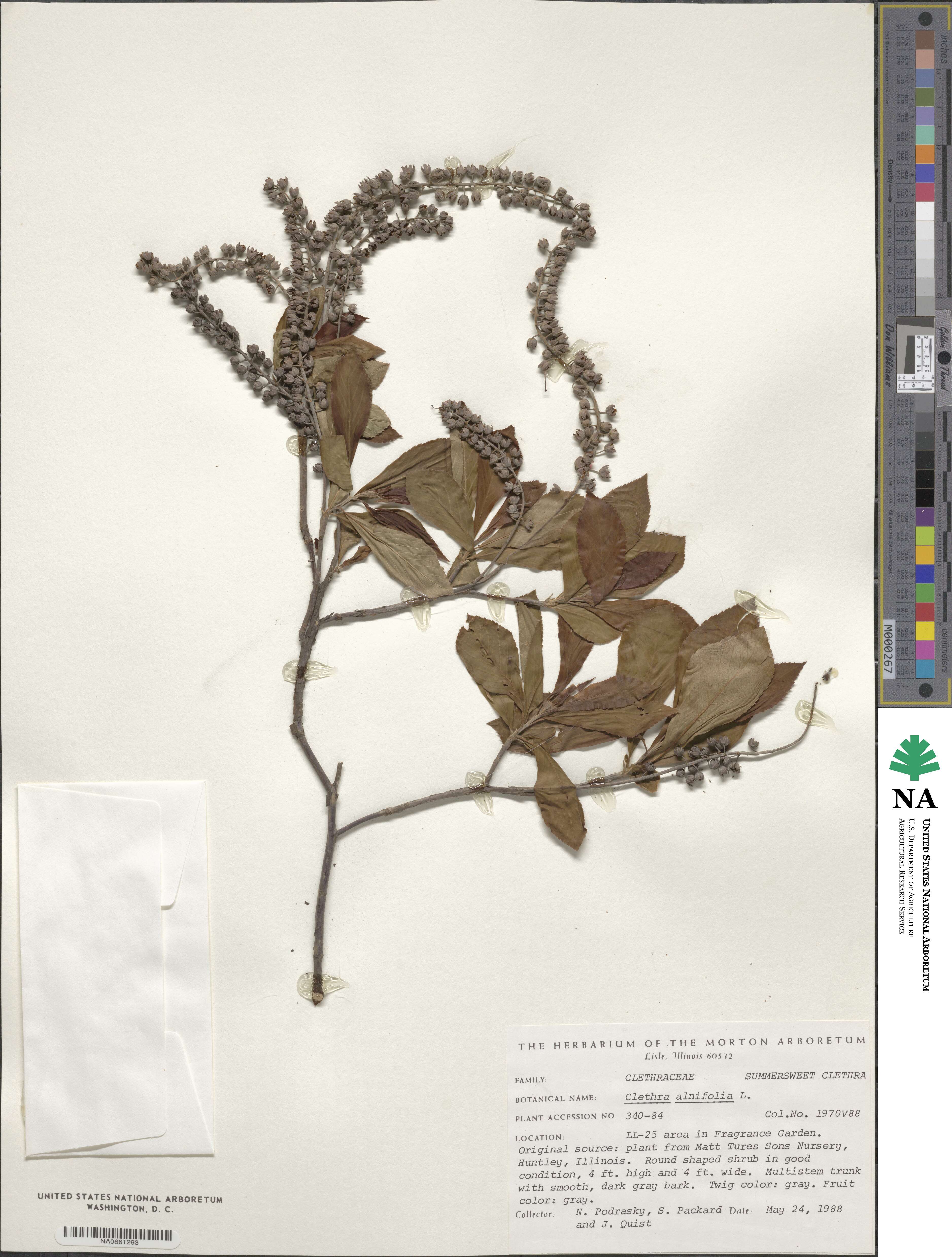 Clethra alnifolia image