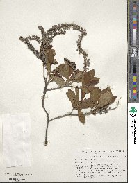 Clethra alnifolia image