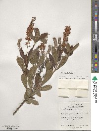 Clethra alnifolia image