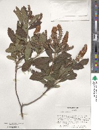 Clethra alnifolia image