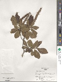 Clethra alnifolia image