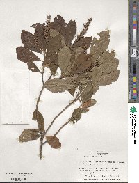 Clethra alnifolia image