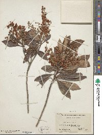 Clethra arborea image