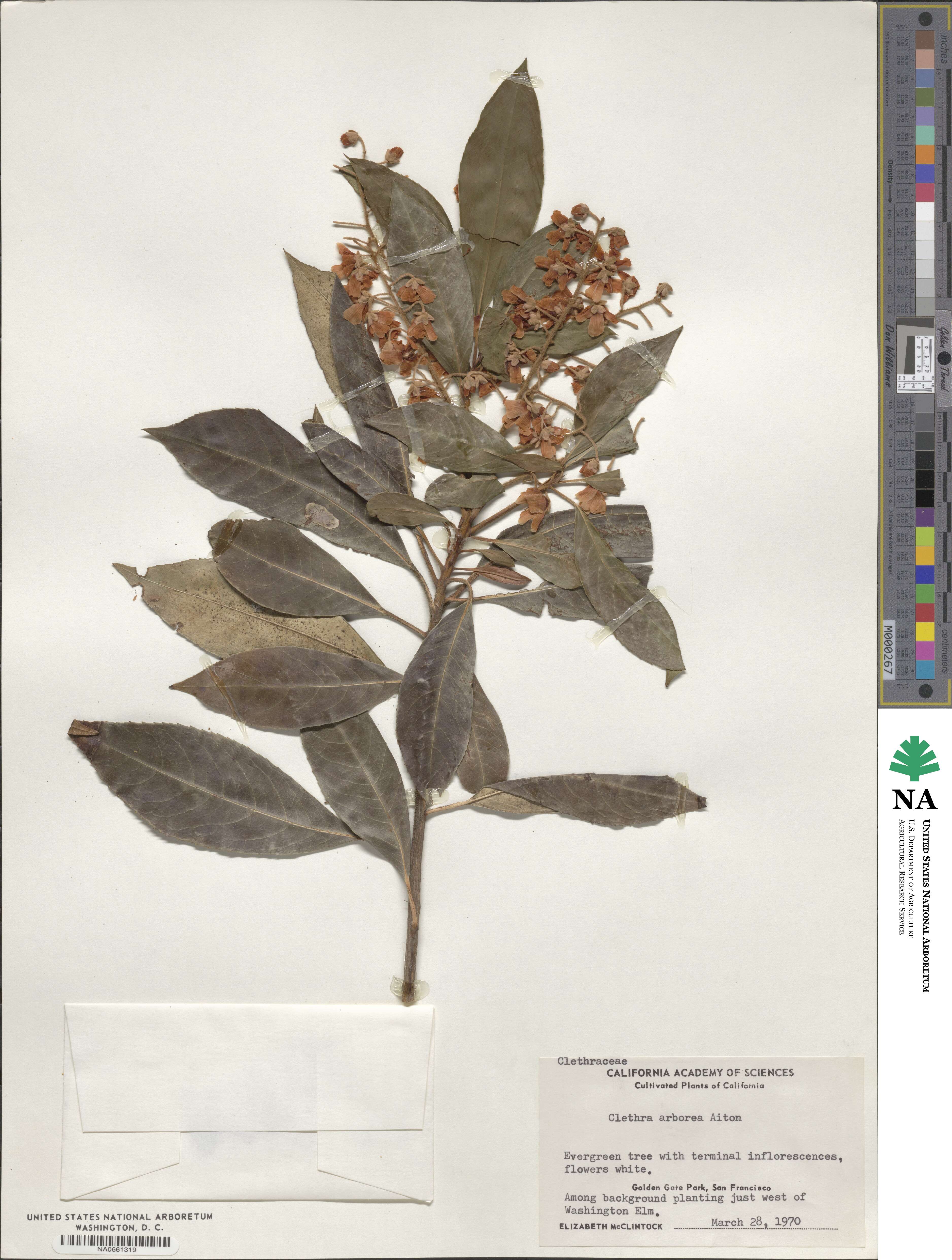 Clethra arborea image