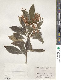 Clethra arborea image