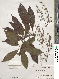 Clethra arborea image