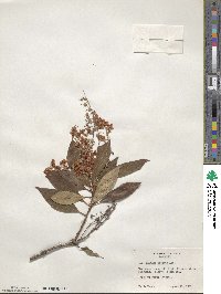 Clethra arborea image