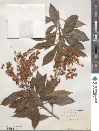 Clethra arborea image