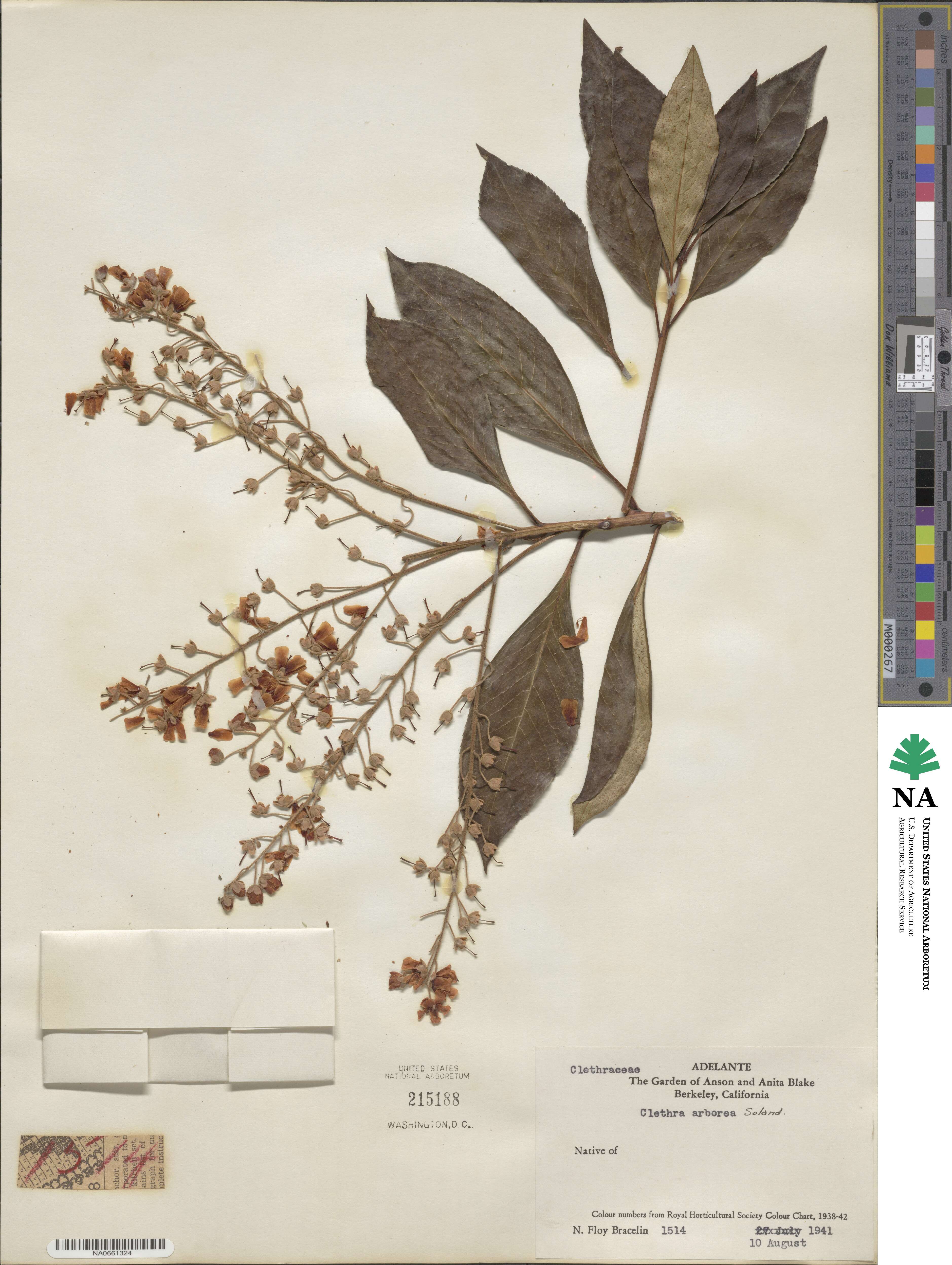 Clethra arborea image