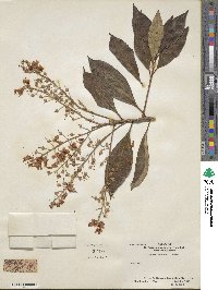 Clethra arborea image