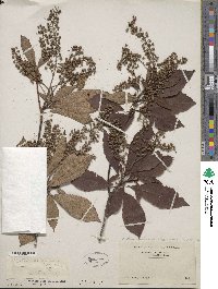 Clethra barbinervis image