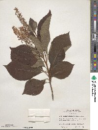 Clethra barbinervis image