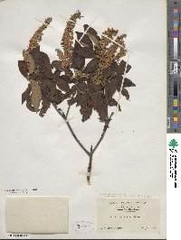 Clethra barbinervis image