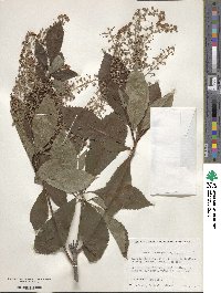 Clethra barbinervis image