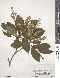 Clethra barbinervis image