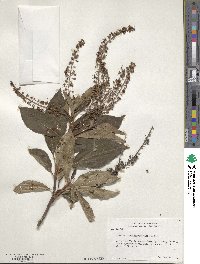 Clethra barbinervis image