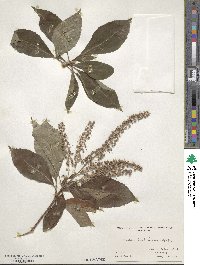 Clethra barbinervis image