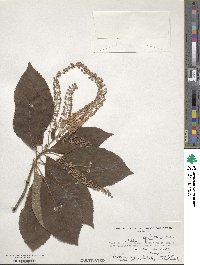 Clethra barbinervis image