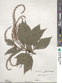 Clethra barbinervis image