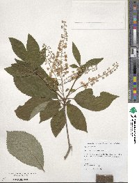 Clethra barbinervis image