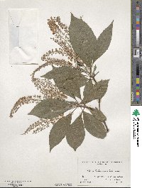 Clethra barbinervis image