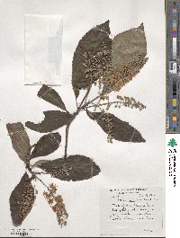 Clethra barbinervis image