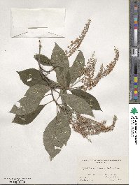 Clethra barbinervis image