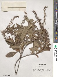 Clethra barbinervis image