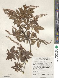 Clethra barbinervis image