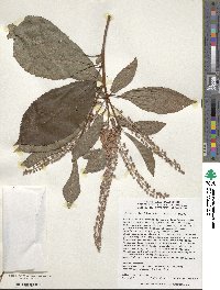 Clethra barbinervis image