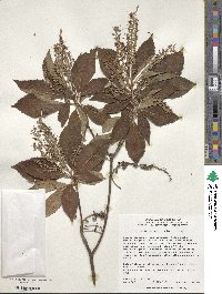 Clethra barbinervis image