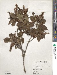 Clethra barbinervis image