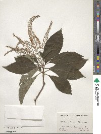 Clethra barbinervis image