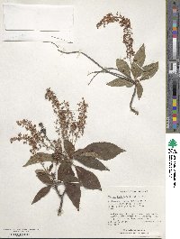 Clethra barbinervis image