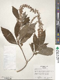 Clethra barbinervis image