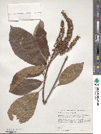 Clethra barbinervis image