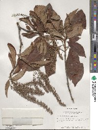 Clethra barbinervis image