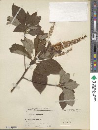 Clethra barbinervis image