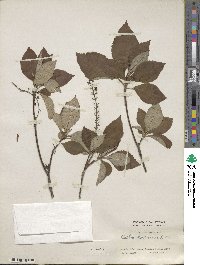 Clethra barbinervis image