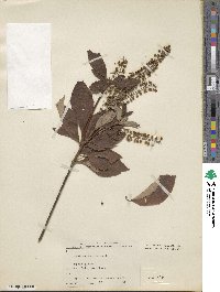 Clethra barbinervis image