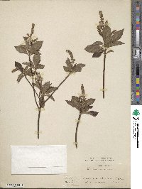 Image of Clethra canescens