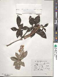 Clethra delavayi image