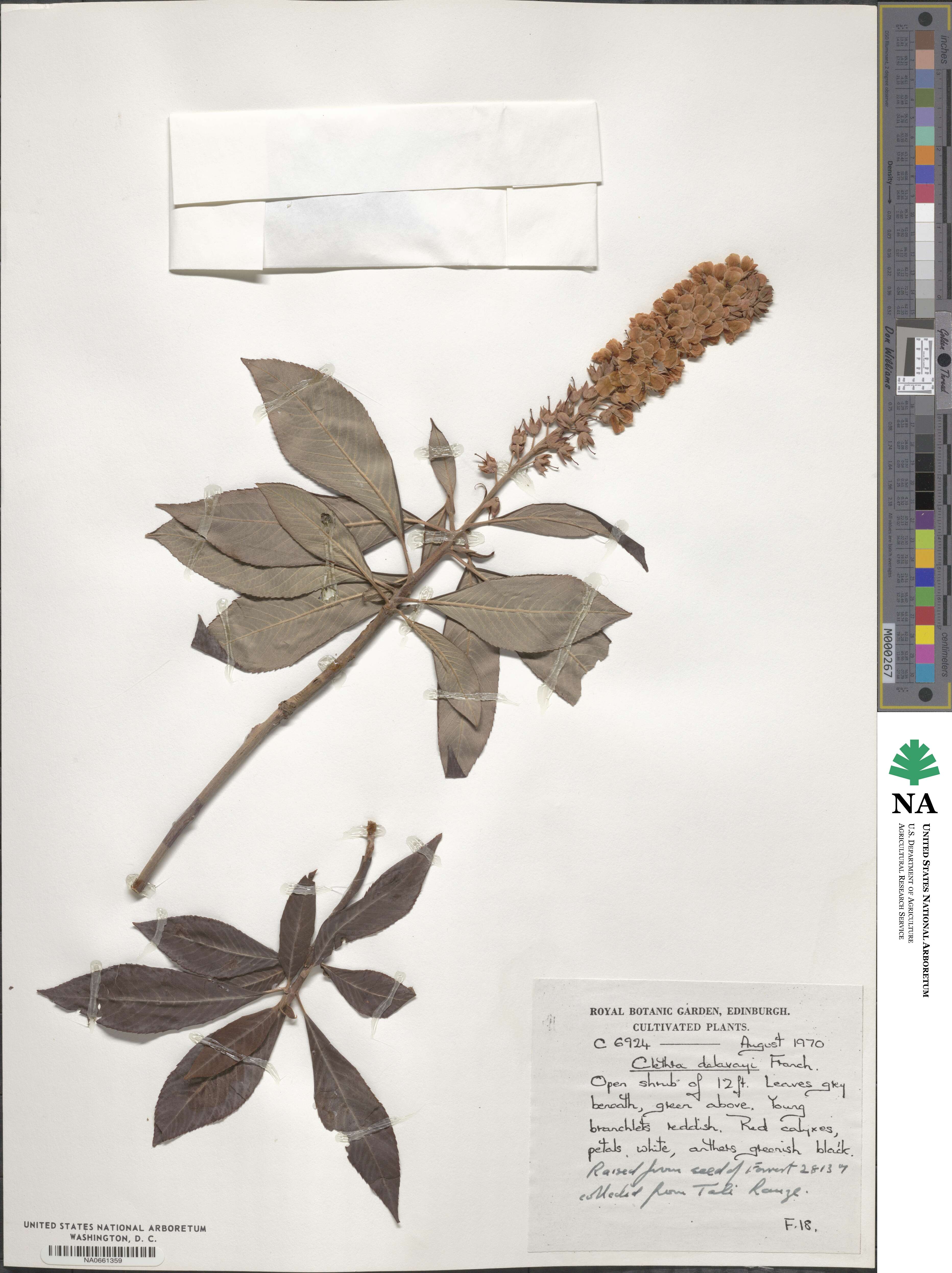 Clethra delavayi image