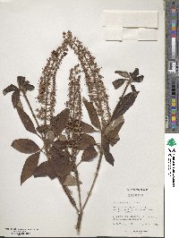 Clethra delavayi image