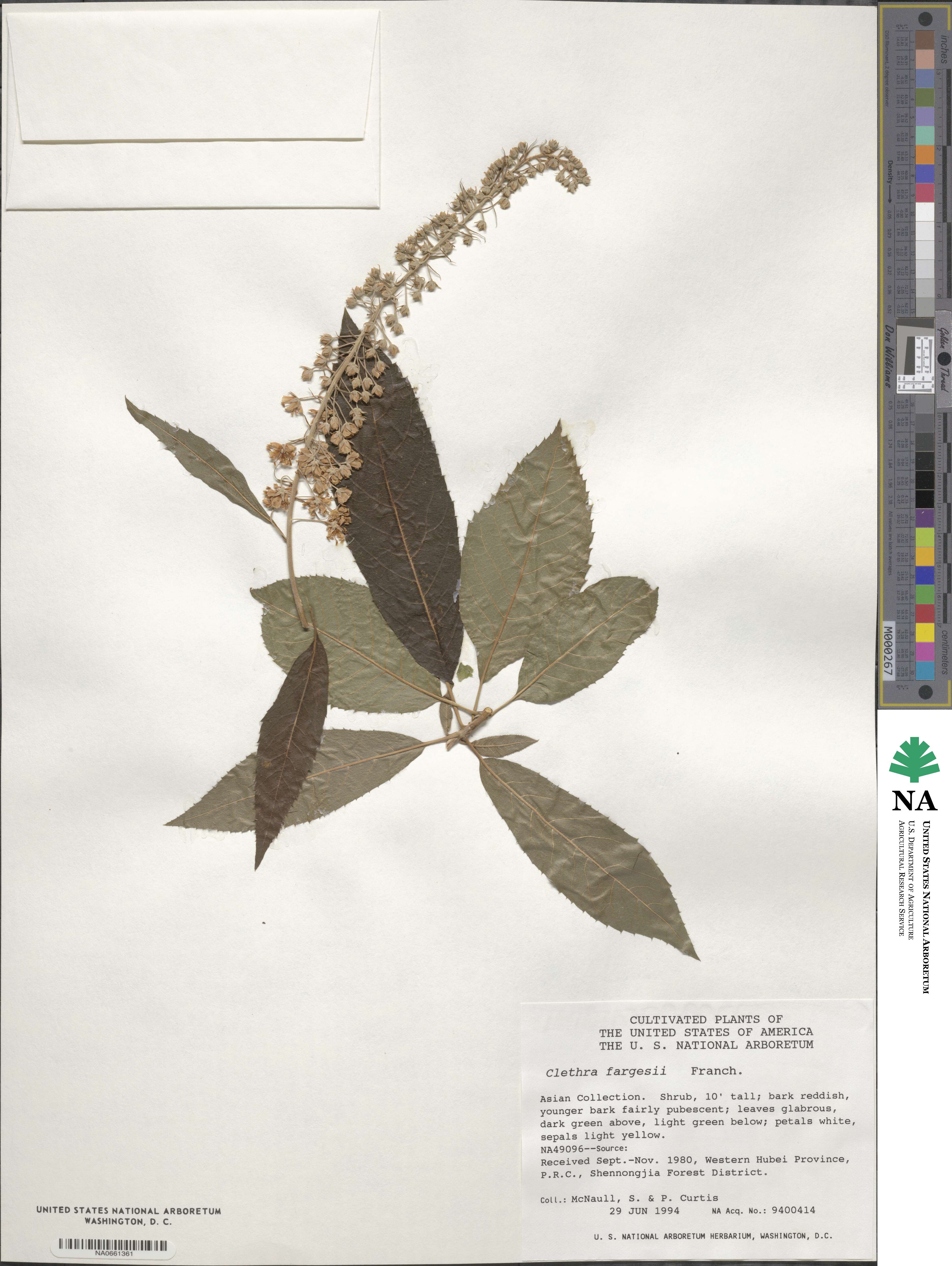 Clethra fargesii image