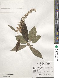 Clethra fargesii image