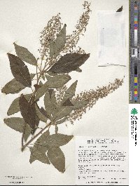 Clethra fargesii image