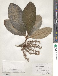 Clethra macrophylla image