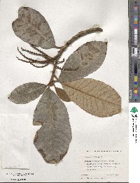 Clethra mexicana image