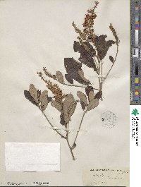 Clethra tomentosa image